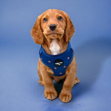 Load image into Gallery viewer, Spotted Midnight Adjustable Harness