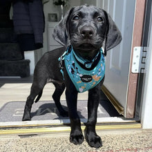 Load image into Gallery viewer, Teal Splatter Adjustable Harness