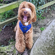 Load image into Gallery viewer, Spotted Midnight Adjustable Harness