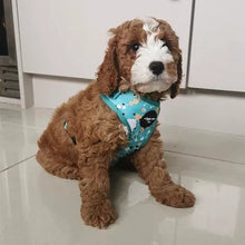 Load image into Gallery viewer, Teal Splatter Adjustable Harness