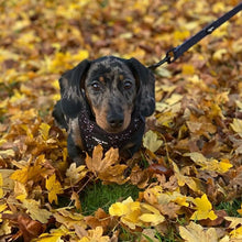 Load image into Gallery viewer, Rainbow Galaxy Adjustable Harness