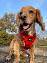 Load image into Gallery viewer, Sunset Vibes Adjustable Harness