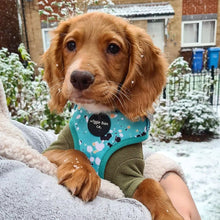 Load image into Gallery viewer, Teal Splatter Adjustable Harness