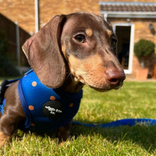 Load image into Gallery viewer, Spotted Midnight Adjustable Harness