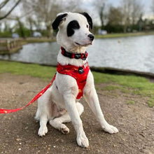 Load image into Gallery viewer, Sunset Vibes Adjustable Harness