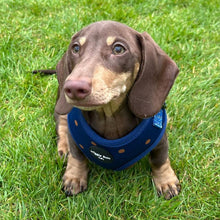 Load image into Gallery viewer, Spotted Midnight Adjustable Harness