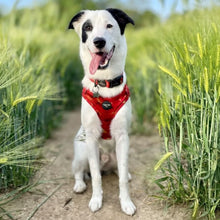 Load image into Gallery viewer, Sunset Vibes Adjustable Harness