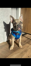 Load image into Gallery viewer, Riptide Blue Adjustable Harness