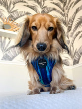 Load image into Gallery viewer, Riptide Blue Adjustable Harness