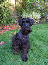 Load image into Gallery viewer, Rainbow Galaxy Adjustable Harness