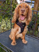 Load image into Gallery viewer, Rainbow Galaxy Adjustable Harness