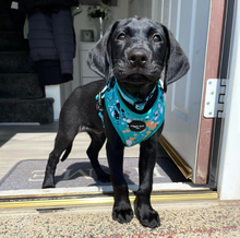 Load image into Gallery viewer, Puppy Bundle