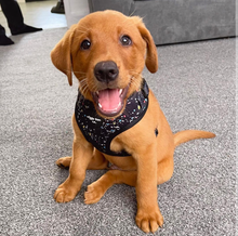 Load image into Gallery viewer, Puppy Bundle